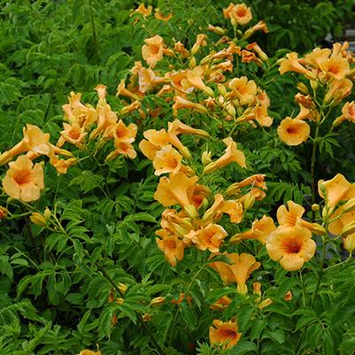 Campsis Summer Jazz&trade; Bloomables® Summer Jazz™ Sunrise Gold