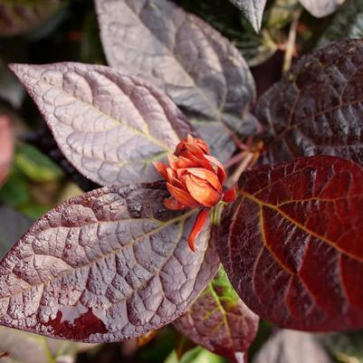 Calycanthus floridus Red Zeppelin® PP37242