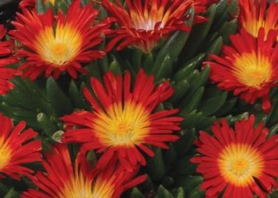 Delosperma King of Desert™ Fire