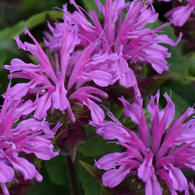 Monarda didyma Pardon My Lavender II PP34131