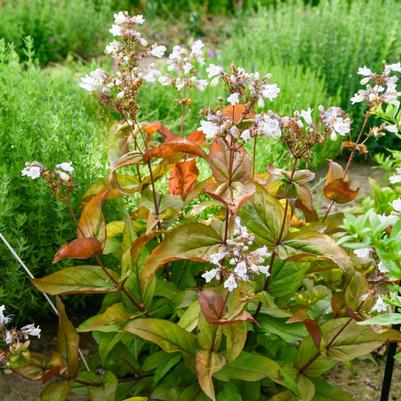 Penstemon Prairie-Palooza™ Copper Tones PPAF
