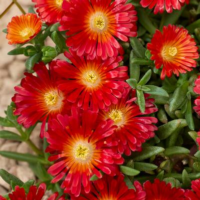Delosperma Next Level Red PPAF