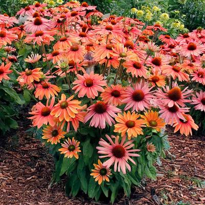 Echin. Revelation® Monarch