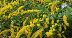 Solidago Golden Fleece