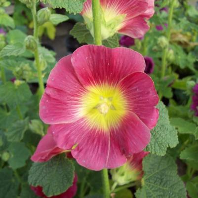 Alcea Halo Red & Yellow