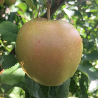 Apple Semi-Dwarf Pink Pearl