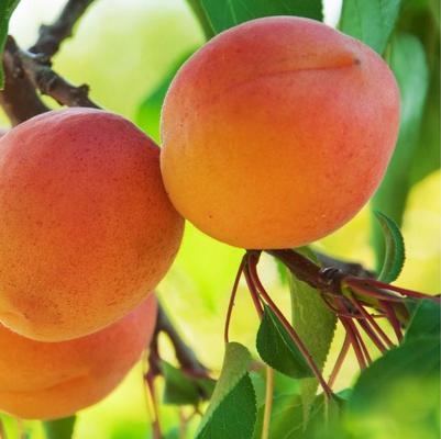 Apricot Semi-Dwarf Westley
