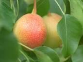 Asian Pear Semi-Dwarf Juicy Jewel