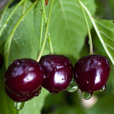 Cherry Semi-Dwarf Black Gold (sweet)
