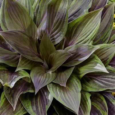 Hosta Red Ninja™ PP36830