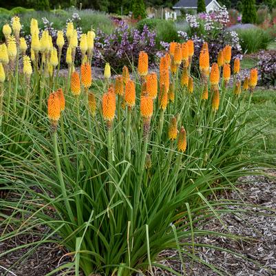 Kniphofia Rise and Shine&trade; Rise & Shine™ Mango Mimosa PPAF