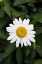 Leucanthemum Sweet Daisy Sweet Daisy® Christine