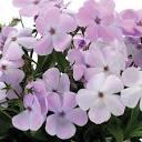 Phlox x hybrida Woodlander™ Lilac