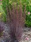 Schizachyrium scoparium Cinnamon Sticks PPAF