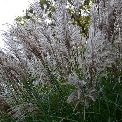 Miscanthus sinensis Oktoberfest