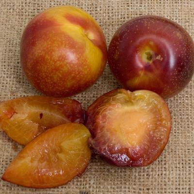 Plum Semi-Dwarf Beauty