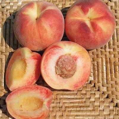 Plum Semi-Dwarf Peach Plum