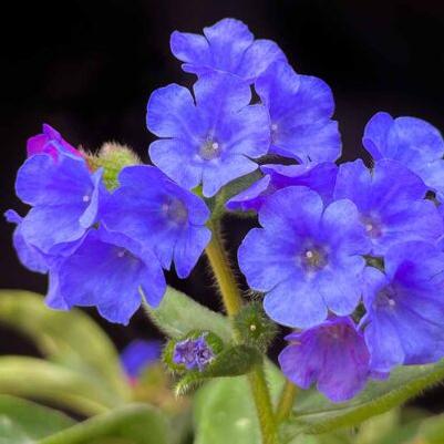 Pulmonaria Nova&reg; Nova® Cobalt