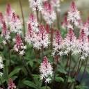 Tiarella Raspberry Sundae PPAF