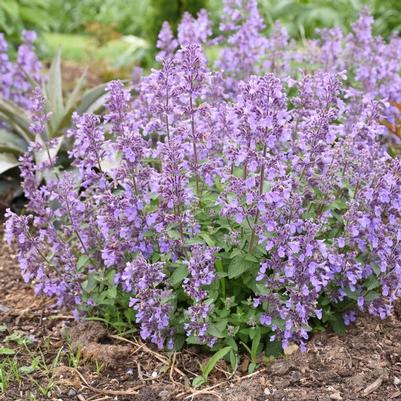Nepeta Picture Purrfect