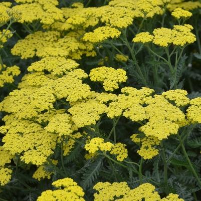 Achillea millefolium Sassy Summer Lemon