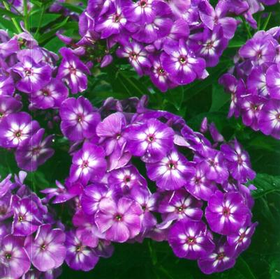Phlox paniculata Laura