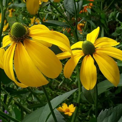 Rudbeckia laciniata 
