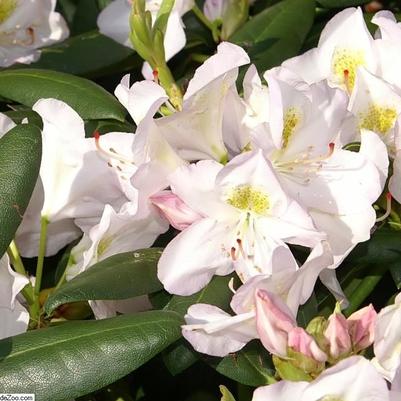 Rhododendron catawbiense Album