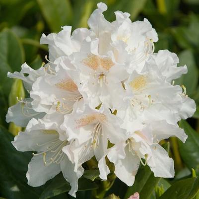 Rhododendron catawbiense Cunningham's White