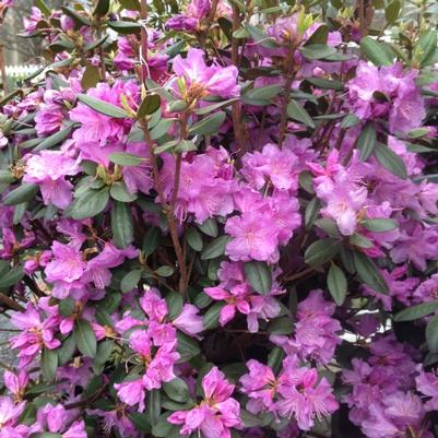 Rhododendron P.J.M. Elite