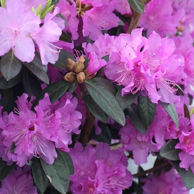 Rhododendron P.J.M.