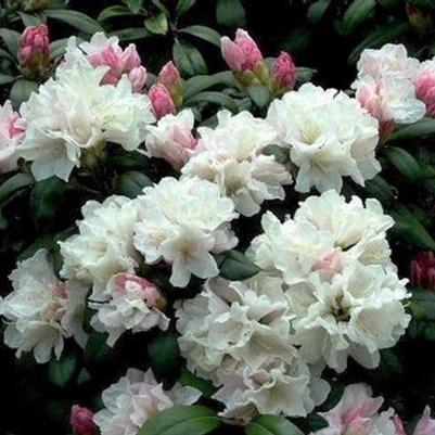 Rhododendron Yaku Princess