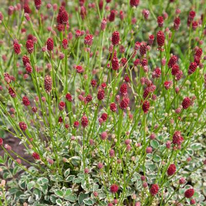 Sanguisorba officinalis var. microcephala Little Angel