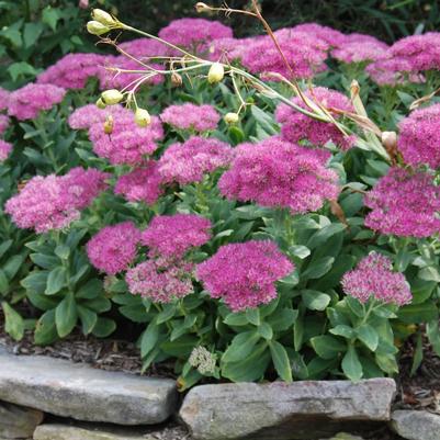 Sedum spectabile Neon
