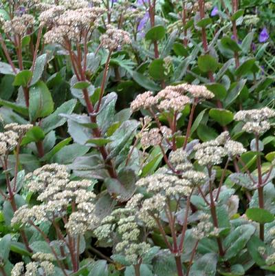 Sedum telephium Matrona