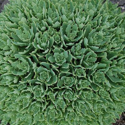 Sedum tatarinowii Thundercloud