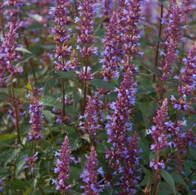 Agastache Purple Haze