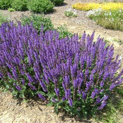 Salvia nemorosa Blue By You