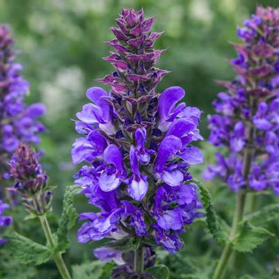 Salvia nemorosa Blue Marvel