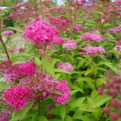 Spiraea x bumalda Anthony Waterer