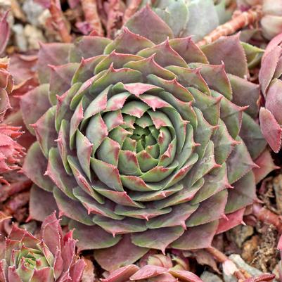 Sempervivum Purple Beauty