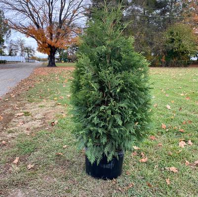 Thuja occidentalis Nigra