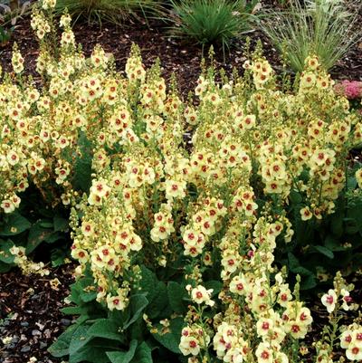 Verbascum Dark Eyes