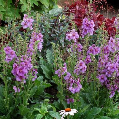 Verbascum Sugar Plum