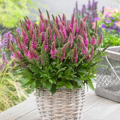 Veronica spicata Bubblegum Candles