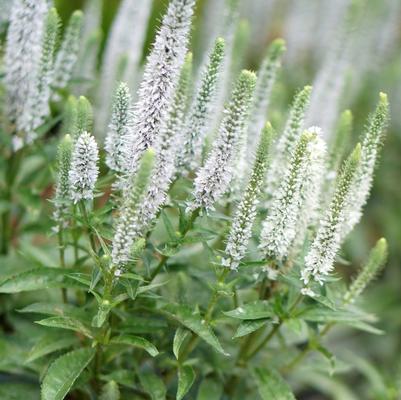 Veronica spicata Snow Candles