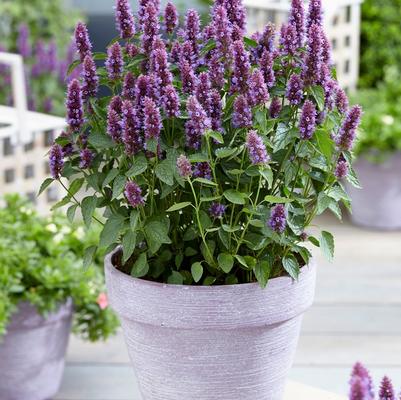 Agastache Beelicious® Purple
