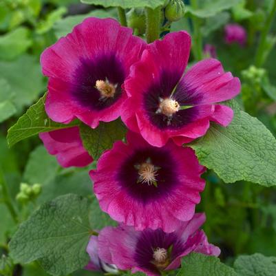 Alcea rosea Halo™ Cerise