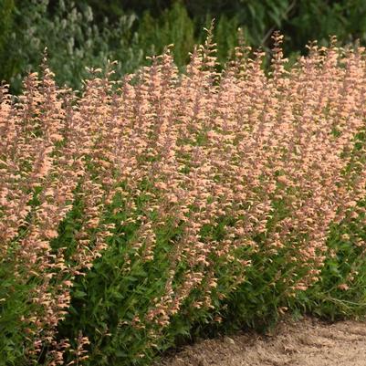 Agastache Meant to Bee® Queen Nectarine PP34896