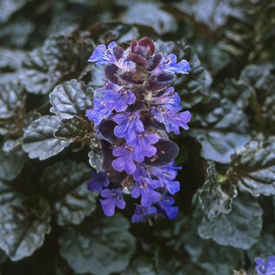 Ajuga reptans Black Scallop